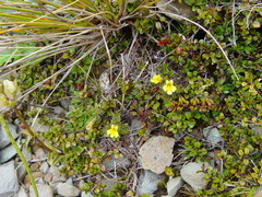 Euphrasia cockayneana