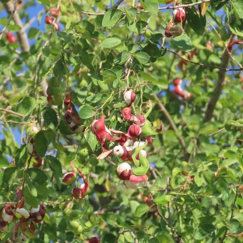 Guamúchil (Pithecellobium dulce)