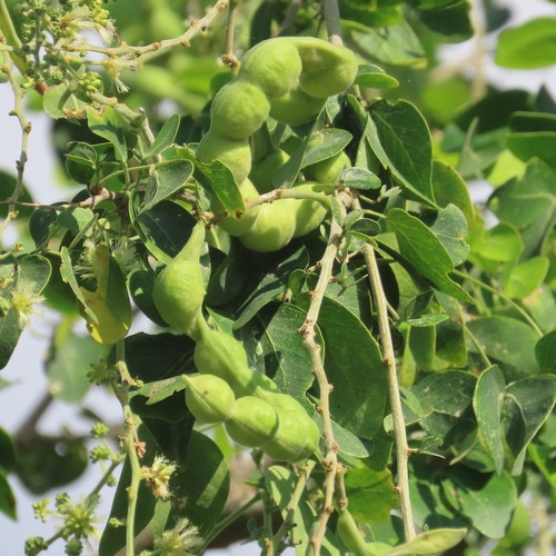 Guamúchil (Pithecellobium dulce)