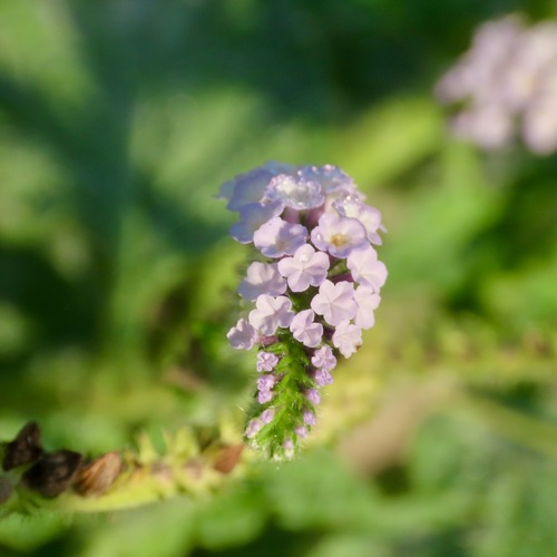 Indian Heliotrope (Heliotropium indicum)