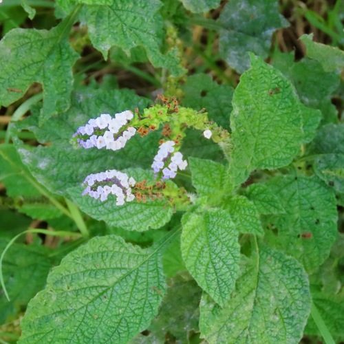 Cola de alacrán (H. indicum) (Heliotropium indicum)