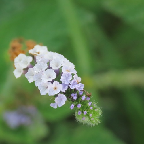 Cola de alacrán (H. indicum) (Heliotropium indicum)