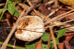 Chlorophyllum molybdites image