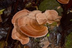 Flaviporus liebmannii