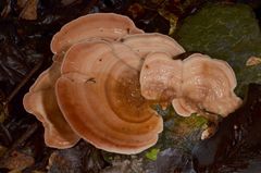 Flaviporus liebmannii