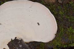 Flaviporus liebmannii