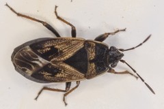 Trapezonotus dispar