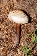 Chlorophyllum molybdites image
