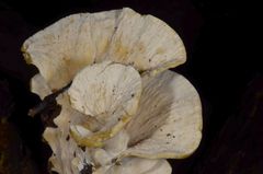 Mycorrhaphoides