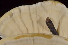 Mycorrhaphoides