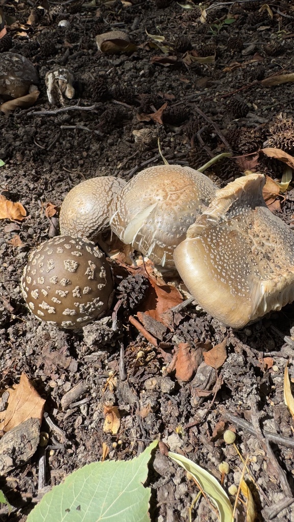 Amanita excelsa spissa · January 2025 · photo: © frankashwood (iNaturalist, cc-by)