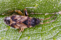 Scolopostethus affinis