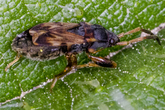 Scolopostethus affinis