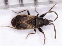 Taphropeltus contractus