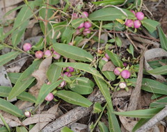 Eremophila debilis