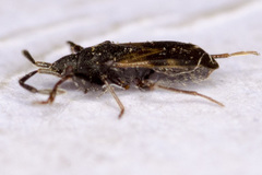 Taphropeltus contractus