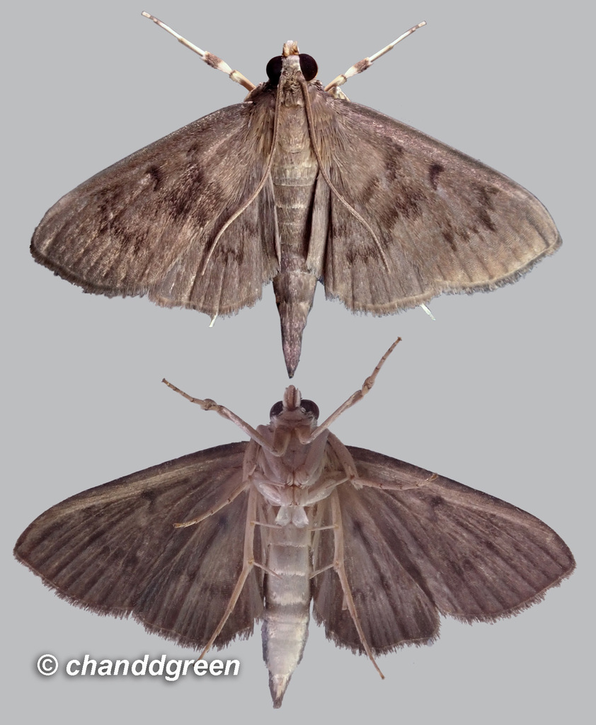 Omiodes tristrialis