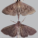 Omiodes tristrialis - Photo (c) Young Chan, some rights reserved (CC BY-NC), uploaded by Young Chan