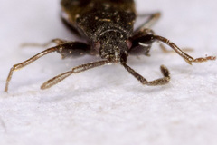 Taphropeltus contractus