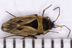 Xanthochilus quadratus