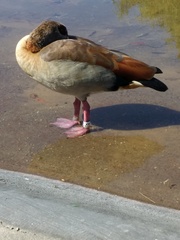 Alopochen aegyptiaca