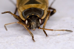 Xanthochilus quadratus