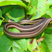 Eastern Ribbon Snake - Photo (c) Larry Meade, some rights reserved (CC BY-NC-SA)
