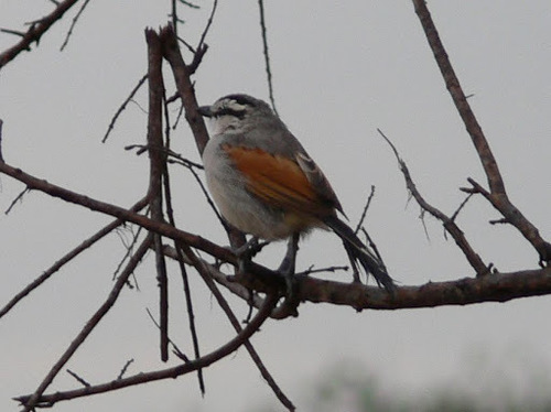 Tchagra senegalus