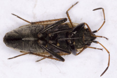 Xanthochilus quadratus