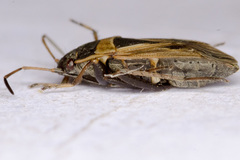 Xanthochilus quadratus