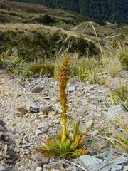Aciphylla colensoi