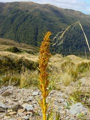 Aciphylla colensoi