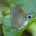 Fidena Hairstreak - Photo (c) Lisa Johnson, some rights reserved (CC BY-NC), uploaded by Lisa Johnson