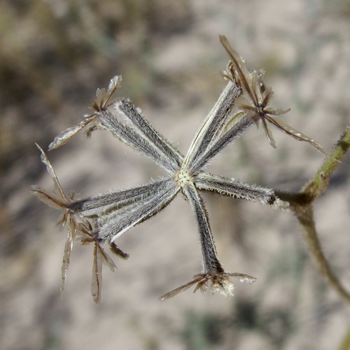 Image of Palafoxia linearis by (c) Sue Carnahan, some rights reserved (CC BY)