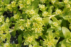 Honckenya peploides major