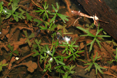 Ranunculus amphitrichus