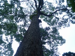 Hopea odorata