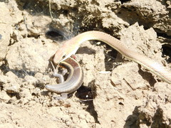 Psammophis orientalis