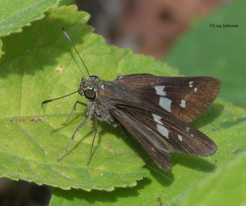 Cuban Skipper