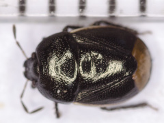 Legnotus limbosus