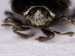 Legnotus limbosus