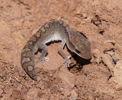 Diplodactylus vittatus