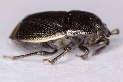 Legnotus limbosus