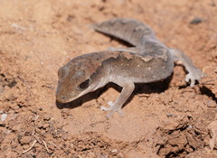 Diplodactylus vittatus