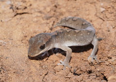 Diplodactylus vittatus