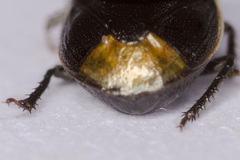 Legnotus limbosus