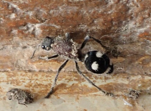 Dolichomutilla guineensis