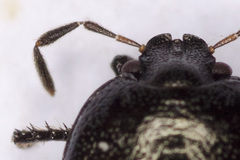 Legnotus limbosus