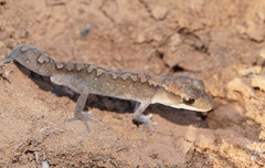 Diplodactylus vittatus