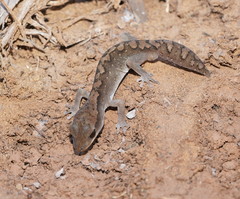 Diplodactylus vittatus